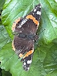 IMG_4155