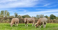 IMG_2259