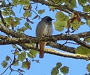 IMG_7723