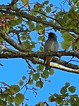 IMG_7711