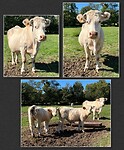 IMG_7557