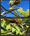 IMG_7538