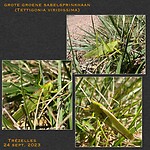 IMG_0972