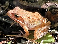 IMG_7532