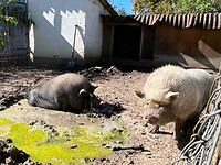 IMG_7258