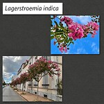 IMG_7239