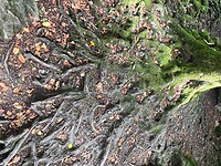 IMG_7066