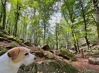 IMG_7042