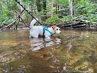 IMG_6981