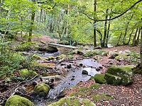 IMG_6976