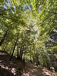IMG_6952