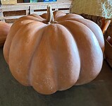 IMG_6829