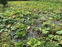 IMG_6807