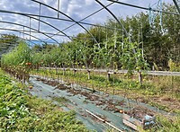 IMG_6804