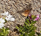 IMG_6637