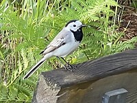 IMG_7306