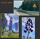 IMG_4661