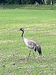 IMG_4669