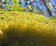 IMG_4779