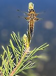 IMG_4808