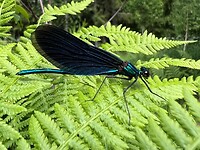 IMG_5095