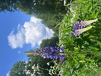 IMG_5161