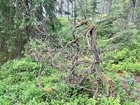 IMG_5314