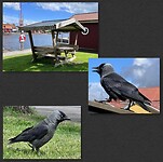 IMG_5677