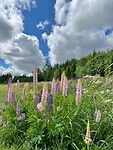 IMG_7845