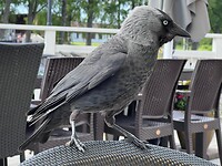 IMG_5969