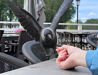 IMG_5971