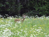 IMG_3633