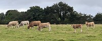 IMG_9200