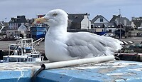 IMG_9293