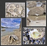 IMG_9522