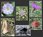 IMG_0285