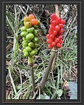 IMG_0283