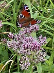 IMG_0031