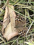 IMG_0003