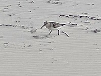 IMG_0074