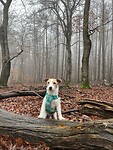 IMG_2533
