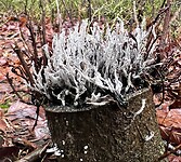 IMG_4511