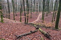 IMG_4552