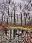 IMG_4529
