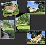 IMG_9439