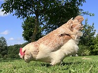 IMG_9425