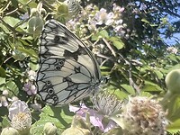IMG_9604
