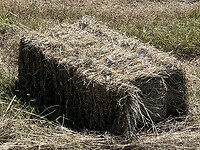 IMG_9887