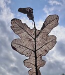 IMG_0553