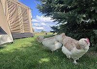 IMG_0559